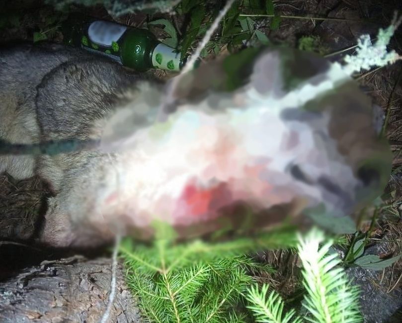 Собаку жестоко избили в одном из районов Карелии