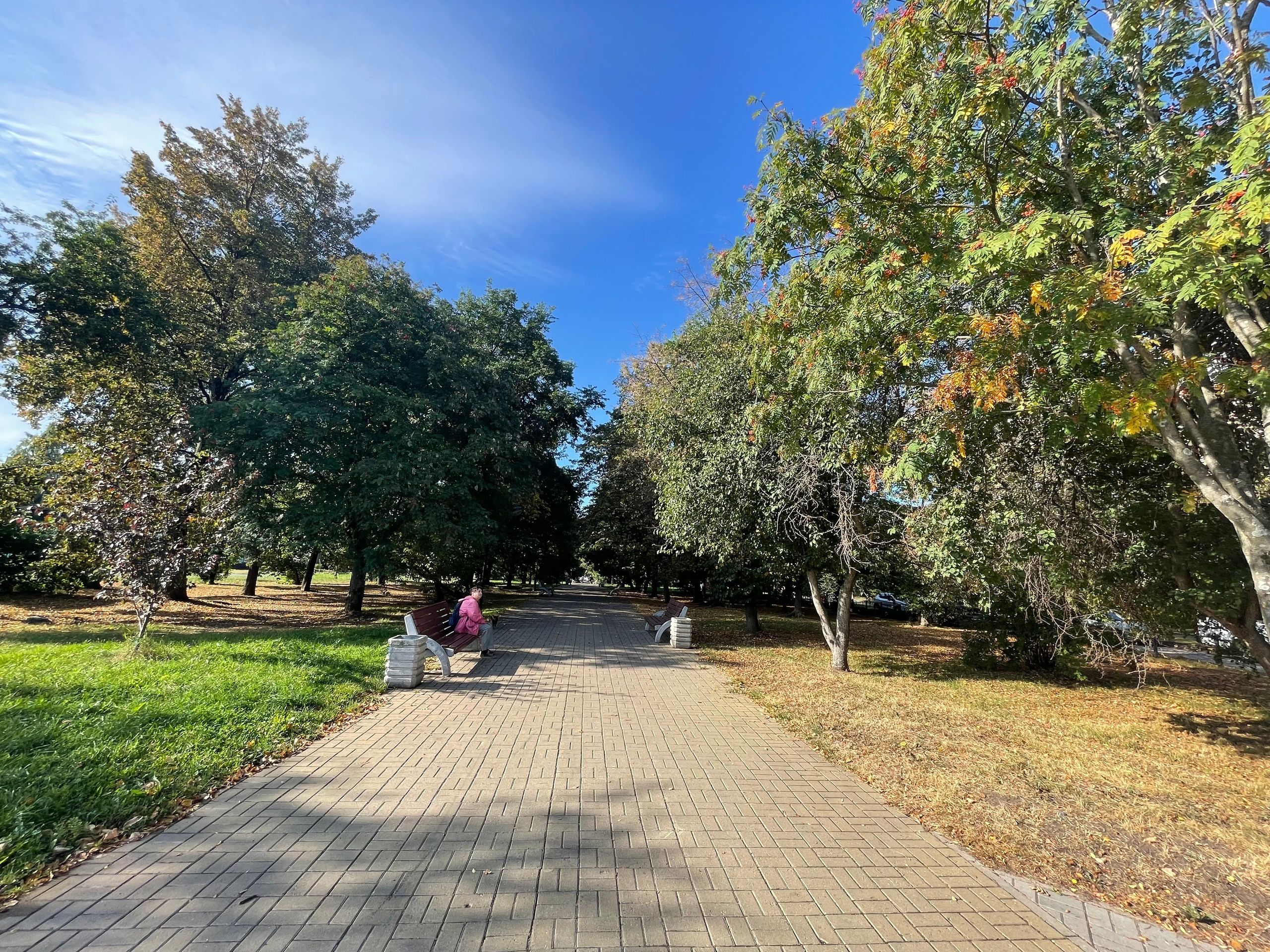 На бульваре Победы в Петрозаводске срубят аварийные деревья