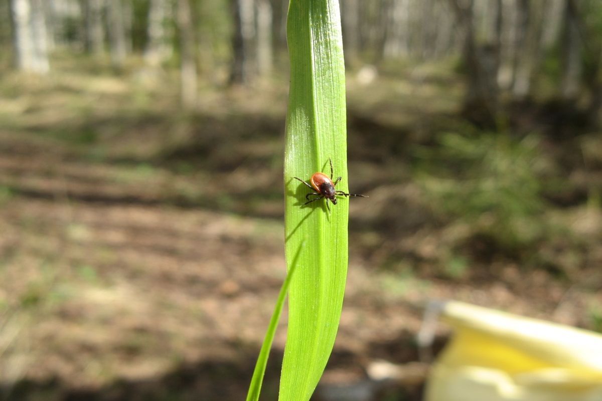 Новый случай клещевого энцефалита выявили в Карелии