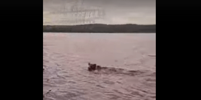 Несколько медведей замечены вблизи деревни в Карелии