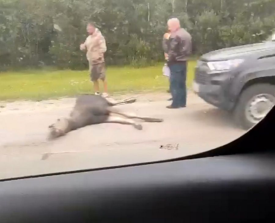 Под Петрозаводском сбили лося