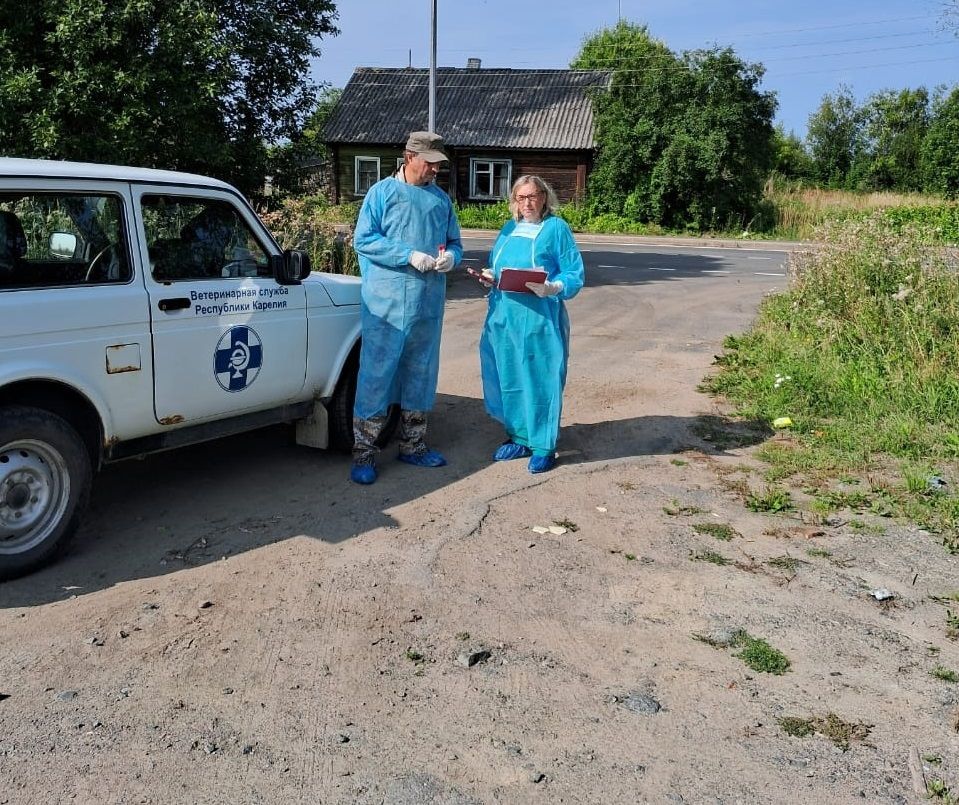 Ветеринары осматривают свиней в хозяйствах Прионежского района