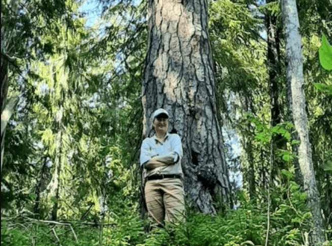 Ученые обнаружили в Карелии 555-летнюю сосну