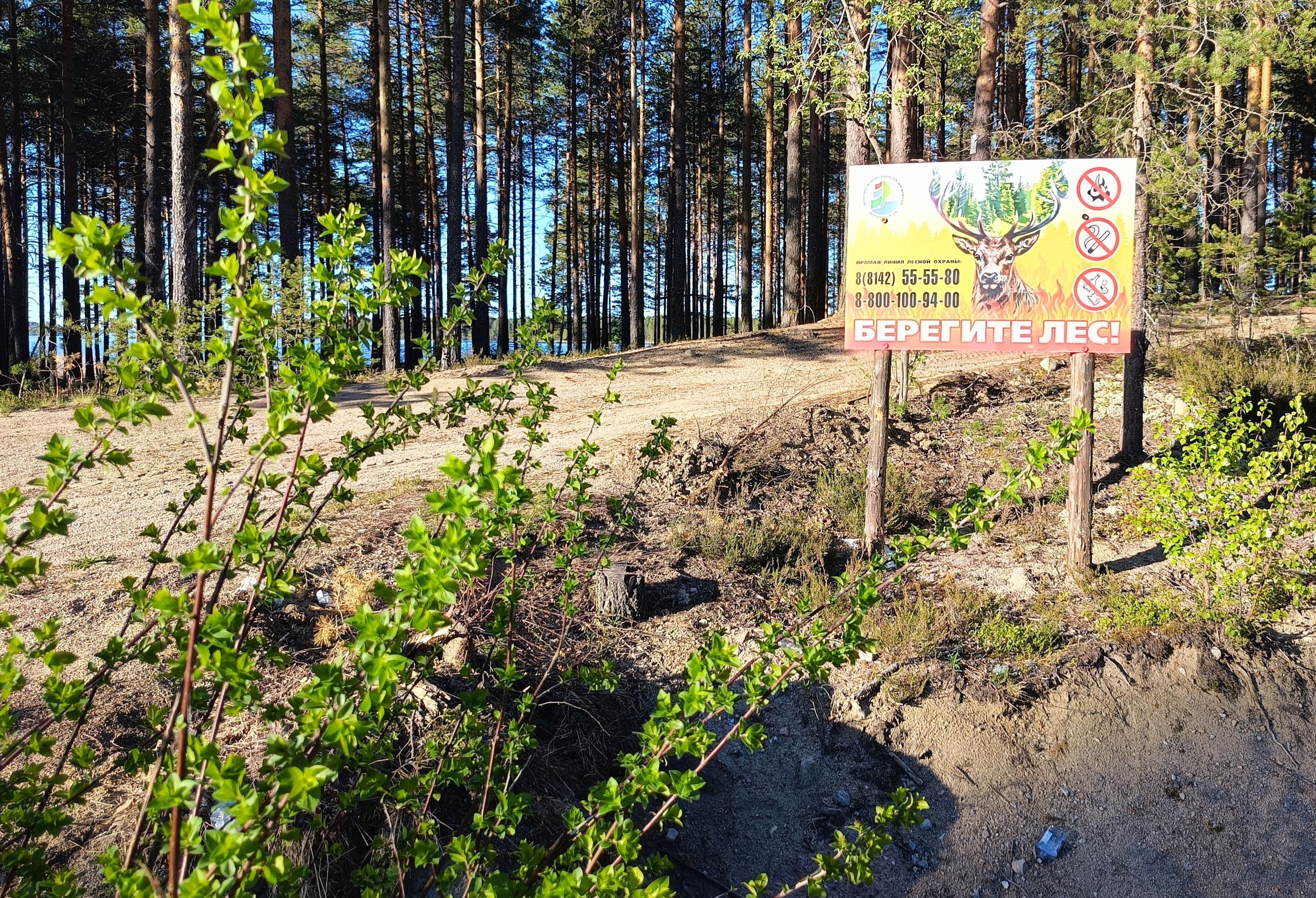 Рослесхоз выявил нарушения в ведении лесного хозяйства в Карелии