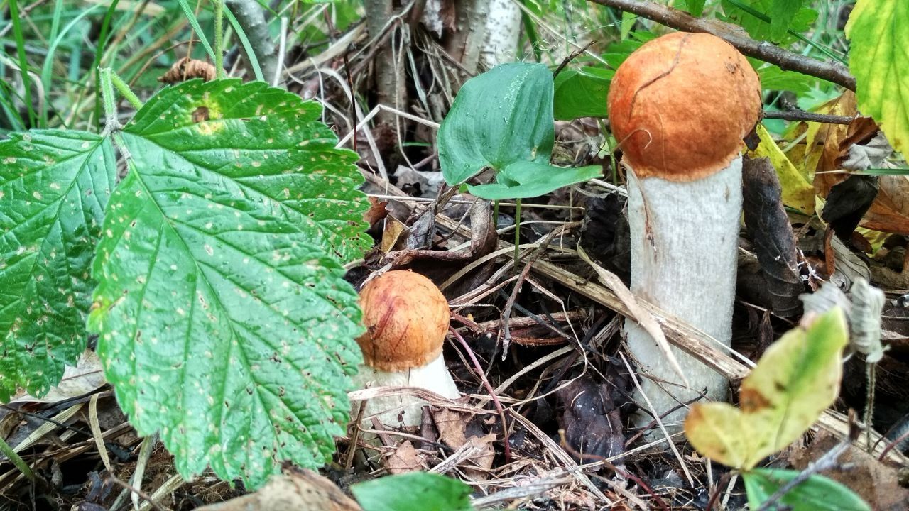 Ссора пенсионерок из Карелии и Ленобласти завершилась стрельбой из-за грибной поляны