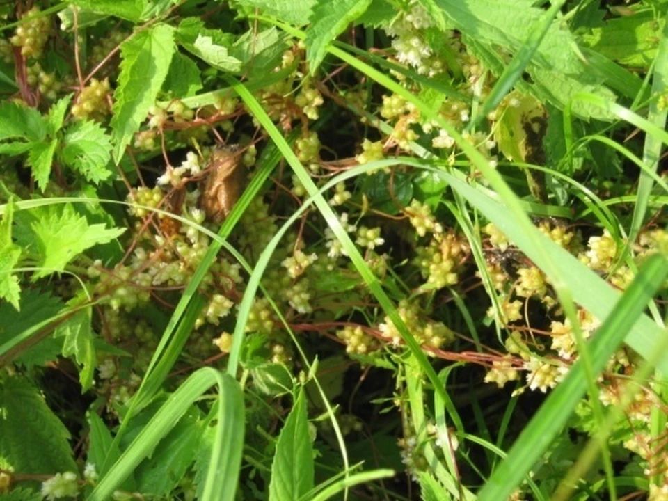 Карантин из-за опасного сорняка ввели в карельской деревне