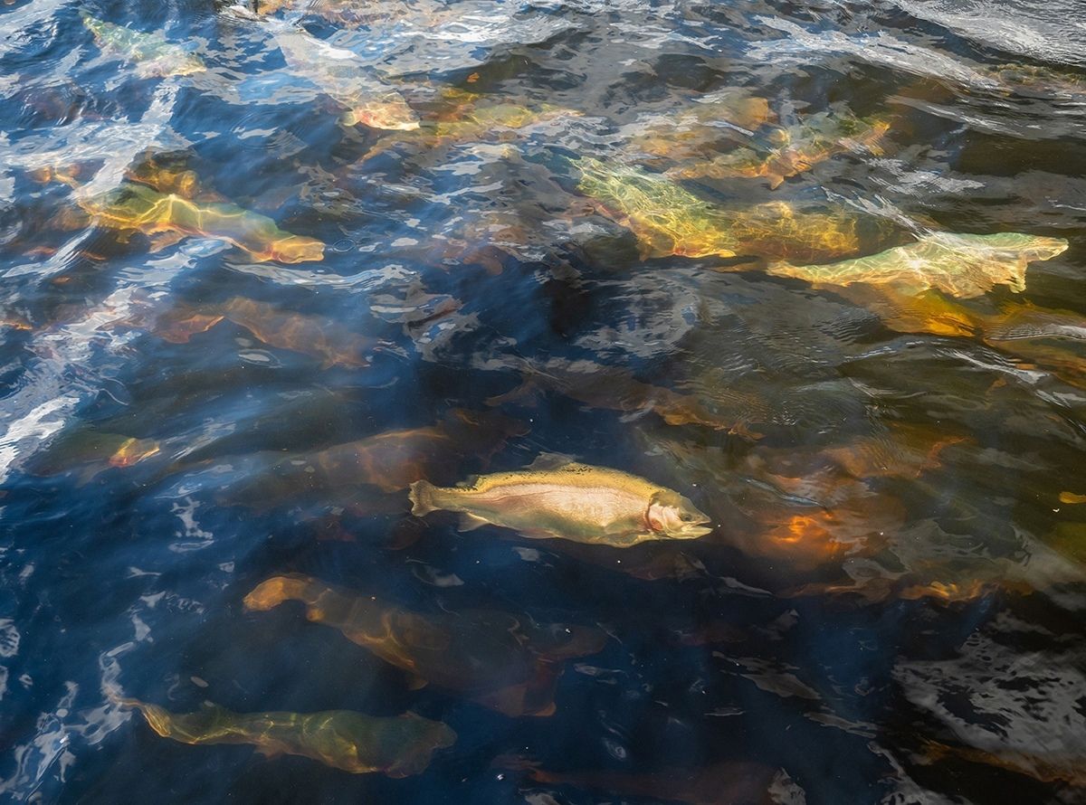 «Мы здесь сами живем и заинтересованы, чтобы край развивался». О социальной ответственности форелеводов Карелии