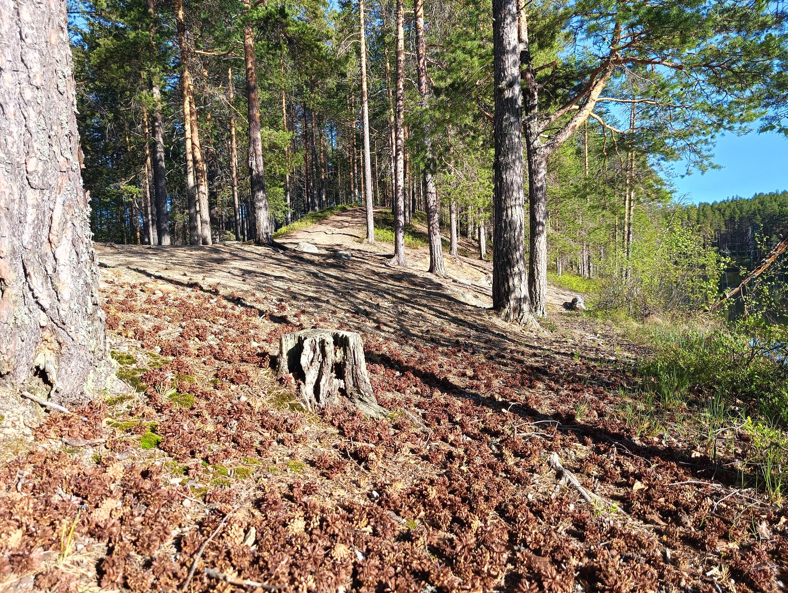 Опять 25. Прогноз погоды в Карелии на 10 сентября