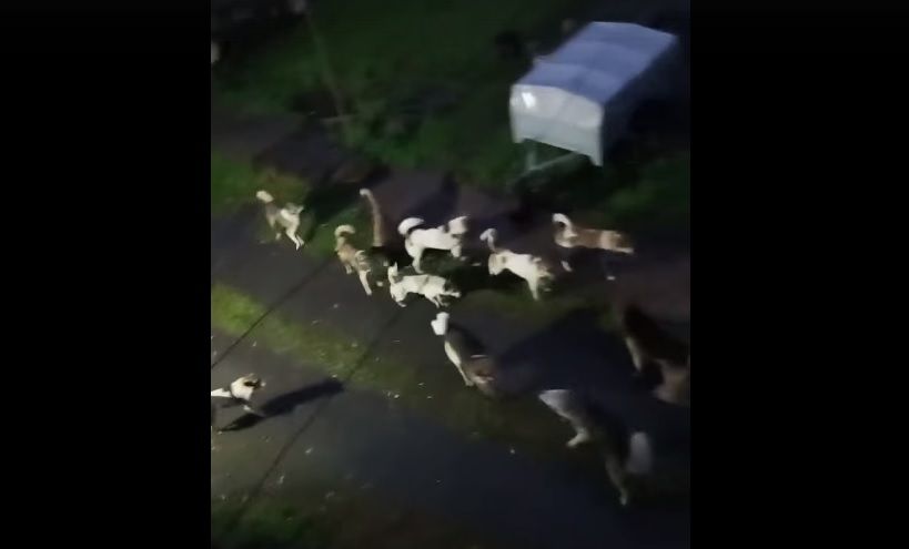 Стая собак напугала жителей Кеми