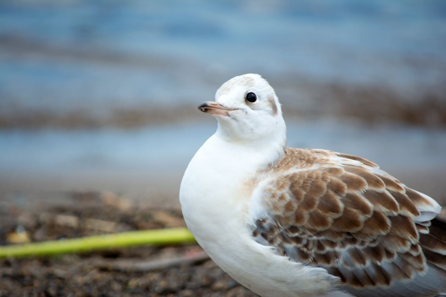 И опять +25°С, без осадков. Прогноз погоды на 12 сентября