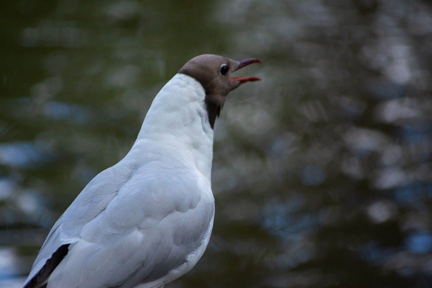 Лето скоро закончится: карельские синоптики сделали прогноз на неделю