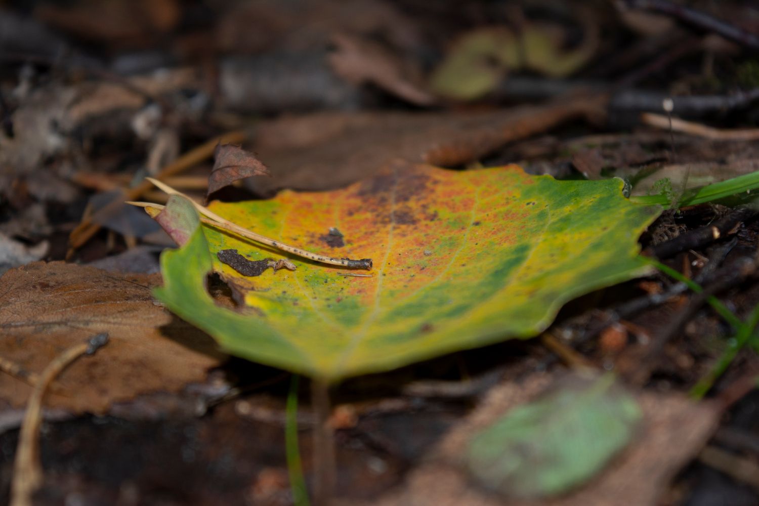 Днем все еще +20°С. Прогноз погоды на 20 сентября