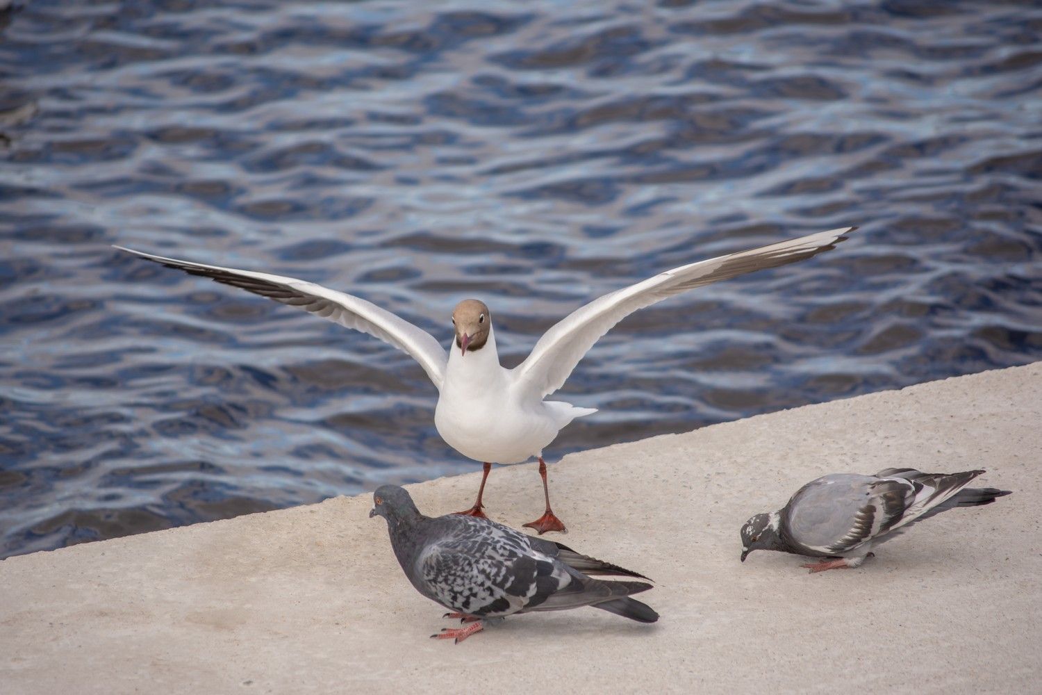 До +25°С и без осадков. Прогноз погоды на 4 сентября