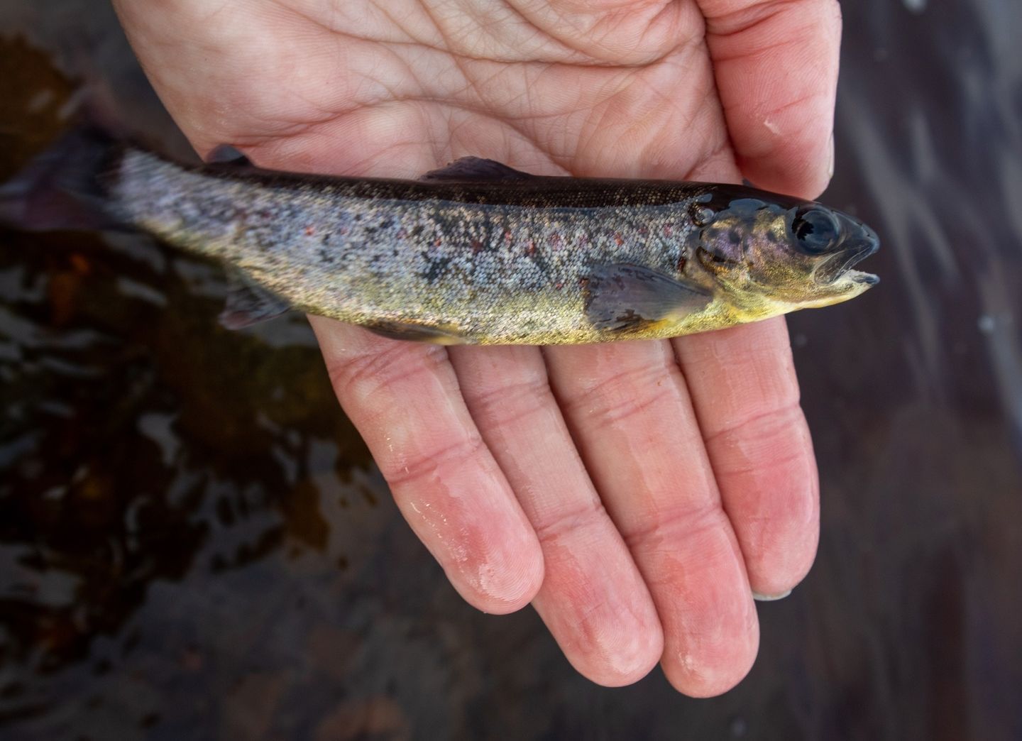 Горбуши и лосося не будет! Карелия на долгие годы осталась без ценных пород рыбы