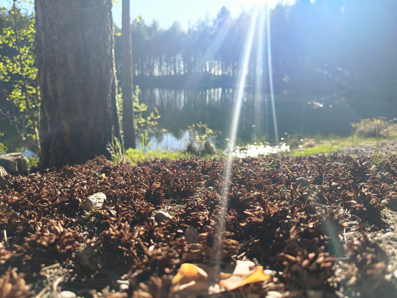 Днем до +26. Прогноз погоды в Карелии на 6 сентября