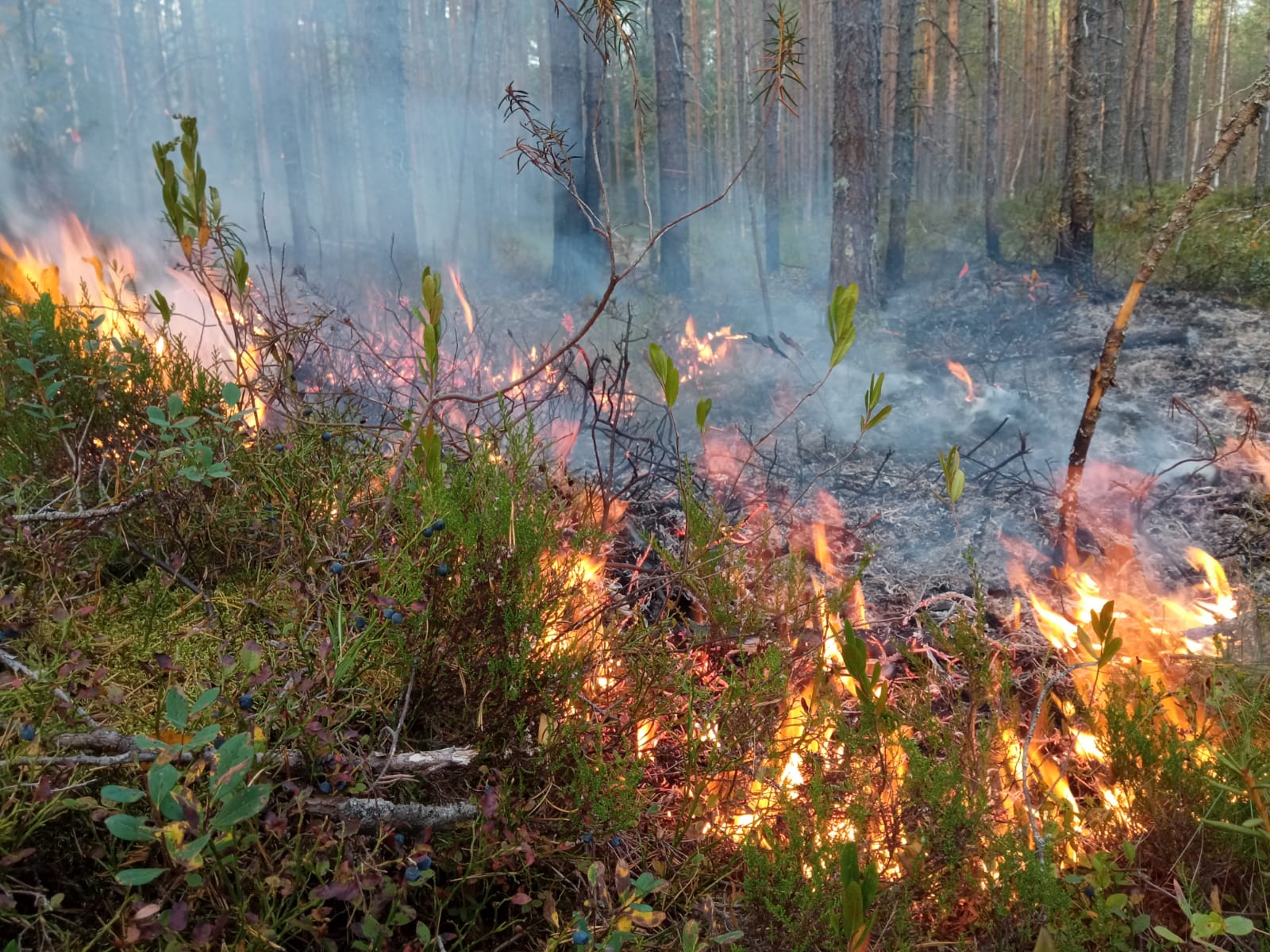 Лес горит открытым пламенем на трассе «Фонтаны» около Петрозаводска. Первые фото и видео!