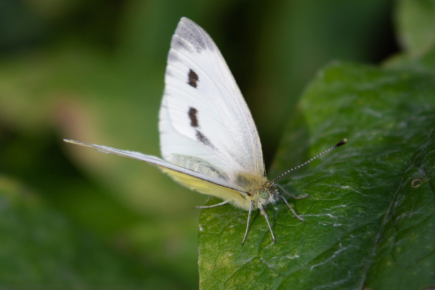 Снова летнее тепло: прогноз погоды на 11 сентября