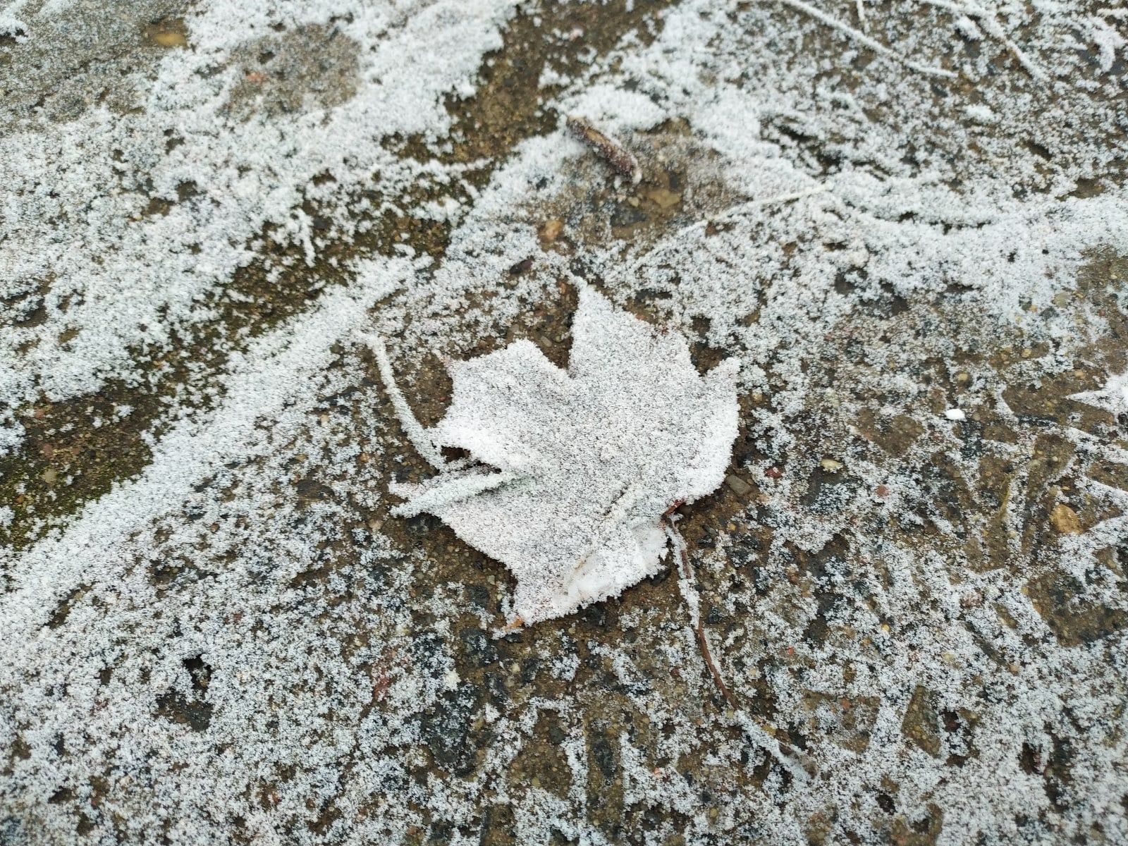 Ночные заморозки обещают в Карелии 23 сентября