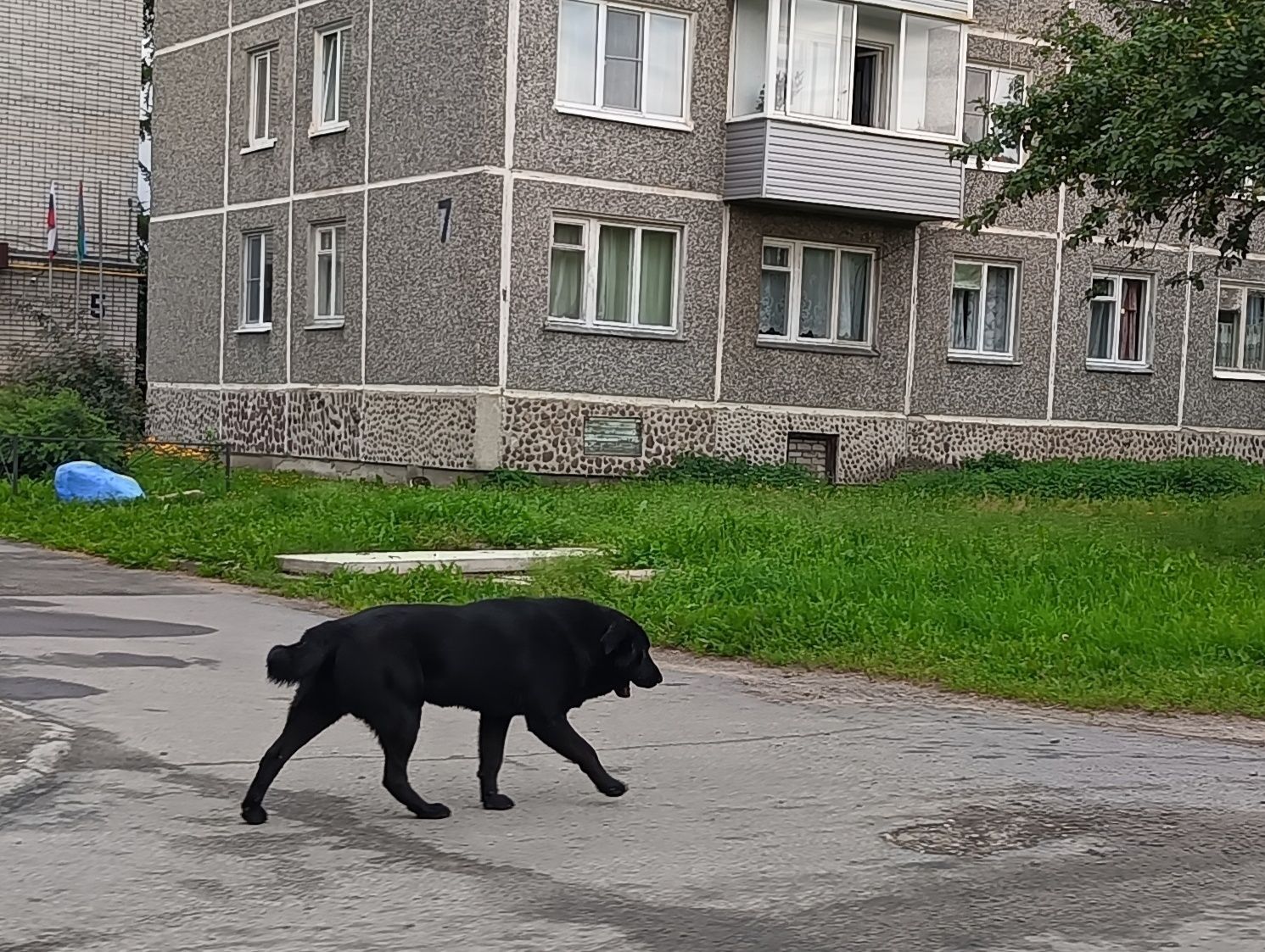 В Лоухском районе, где дворняги покусали двух детей, объявлен аукцион на отлов собак. Узнали, будут ли их усыплять