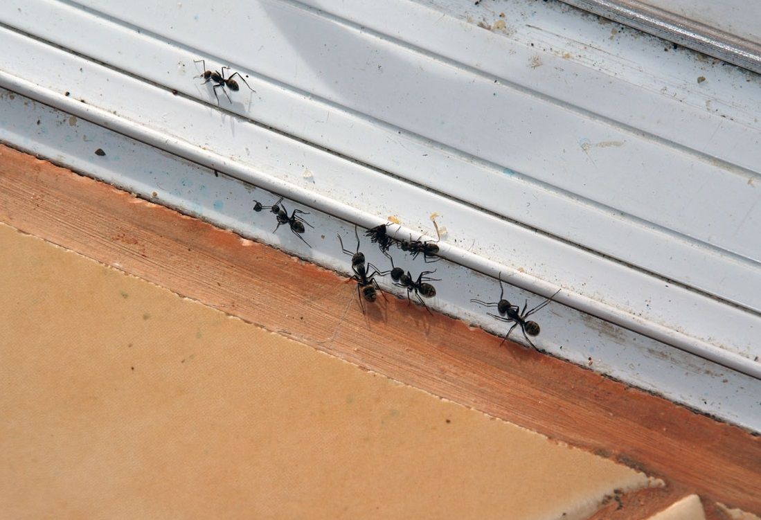 Туроператор в Карелии заплатит за испорченный муравьями отдых клиентов