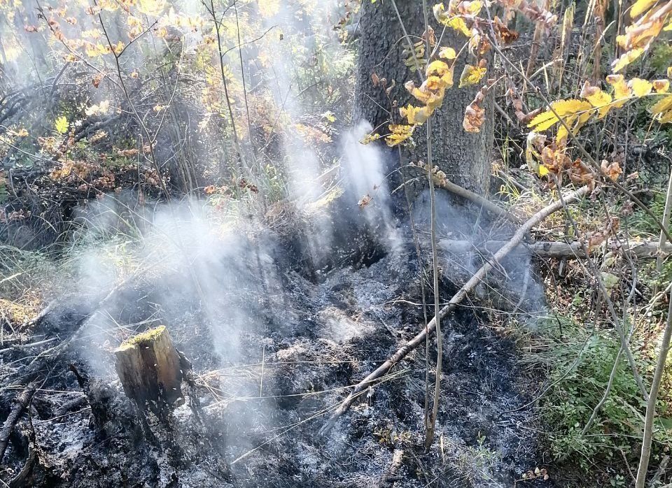 Пожар около трассы «Фонтаны» стал причиной запаха гари в районах Петрозаводска
