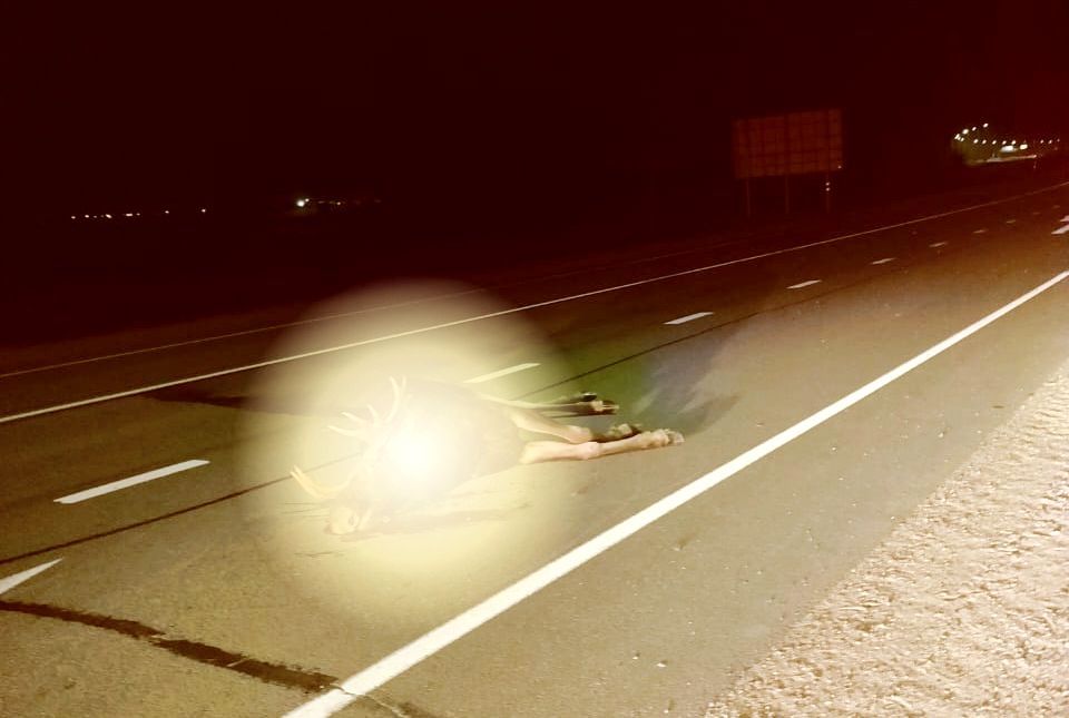 В Карелии за неделю сбили уже третьего лося