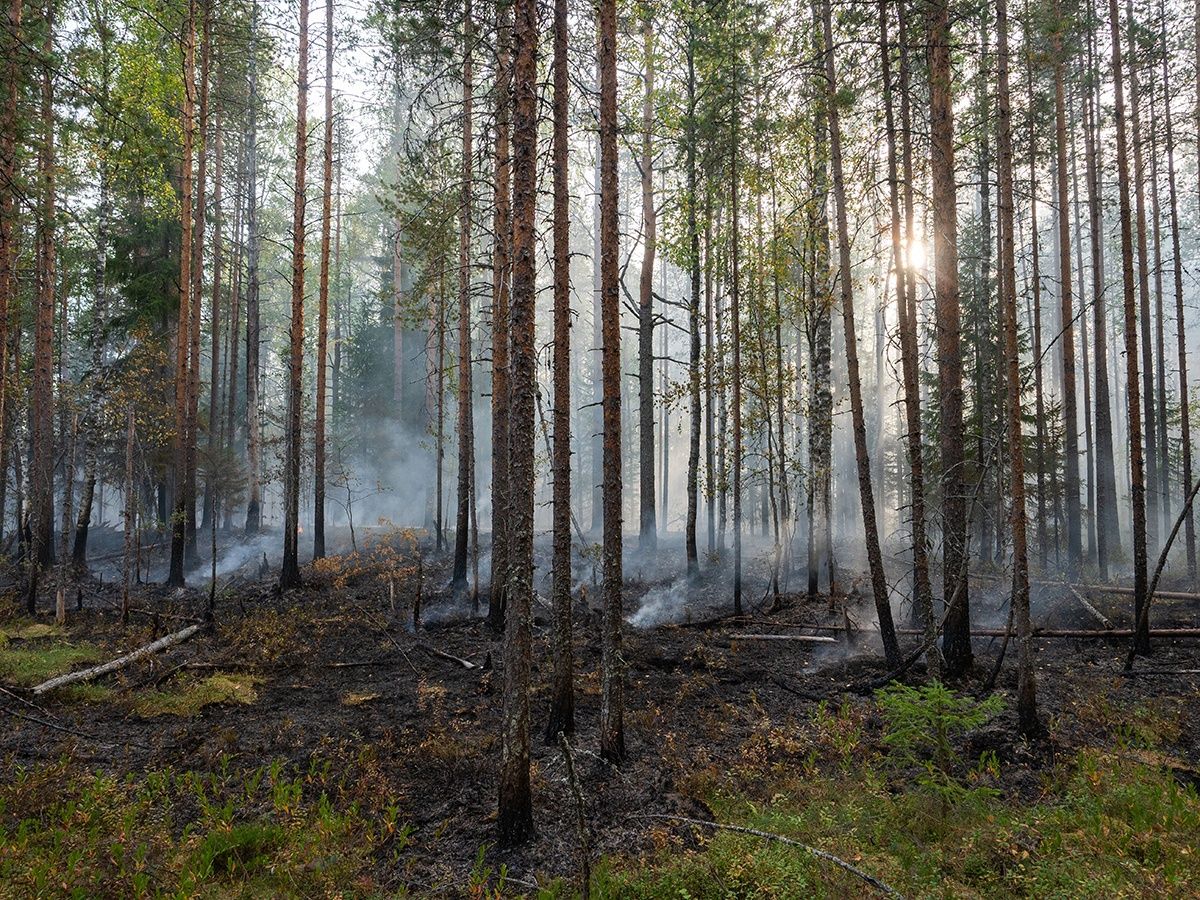 В Карелии введен режим ограничения пребывания граждан в лесах