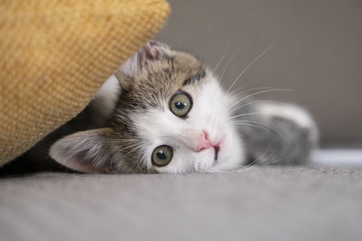 Петрозаводские спасатели пришли на помощь котенку