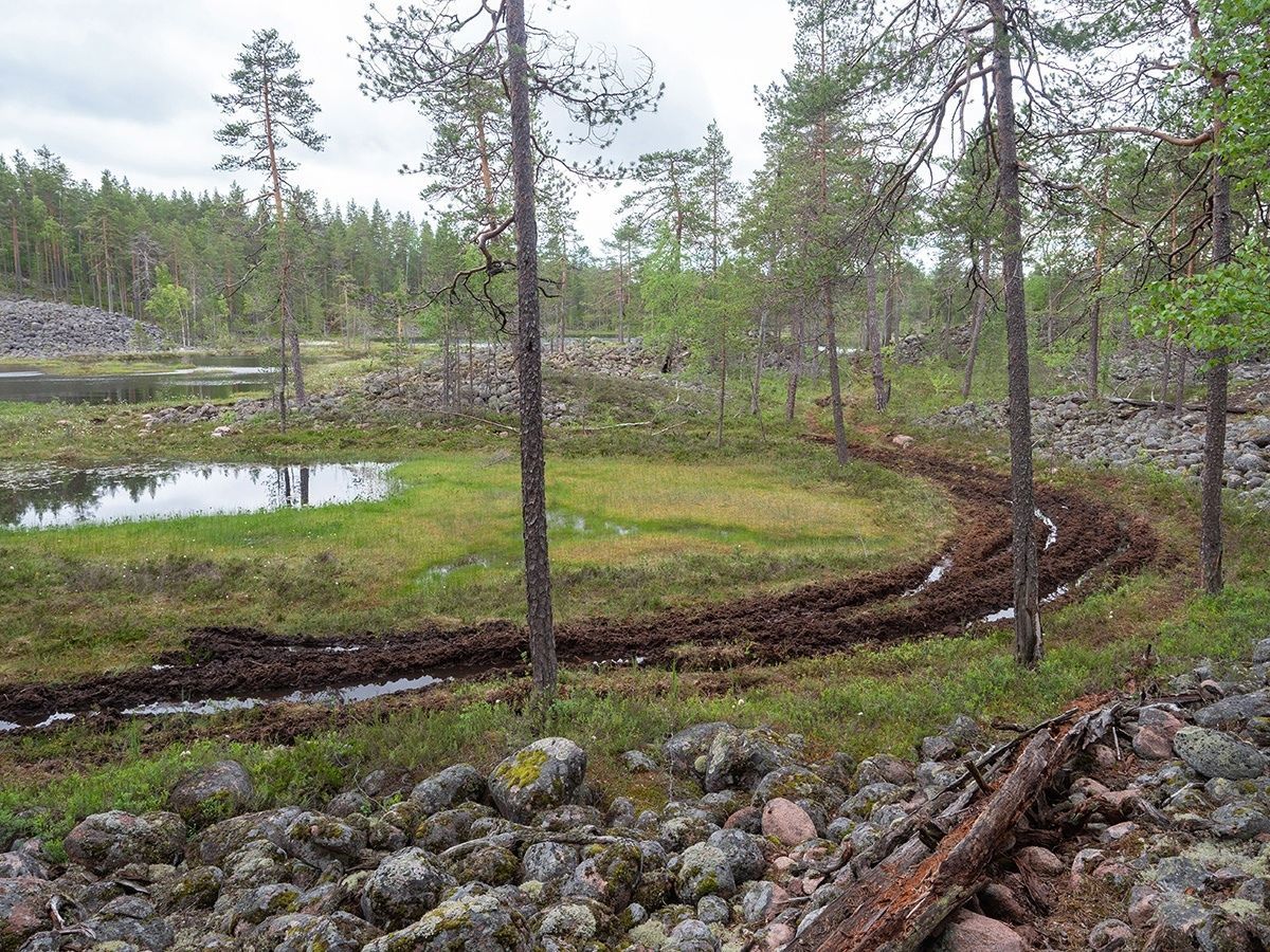 С организаторов фестиваля «Ладога Трофи» взыскали почти 4 млн рублей за испорченный мох