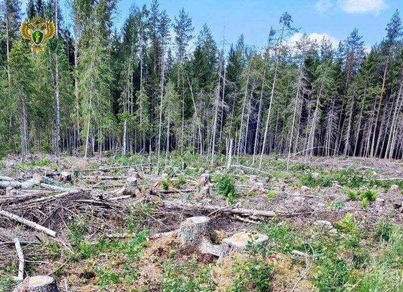 В Карелии возбуждено уголовное дело о вырубке более 200 кубометров древесины