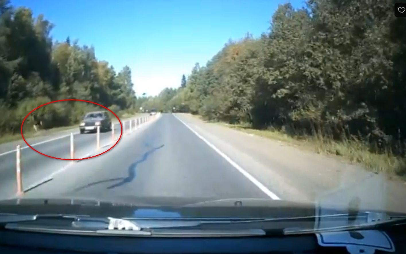 «Как нам повезло»: на трассе в Карелии лось передумал перебегать дорогу перед автомобилем