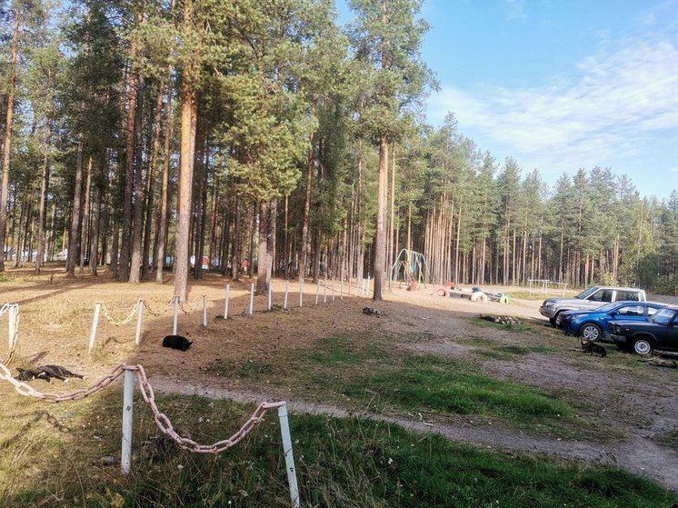 Агрессивные собаки вновь напали на ребенка на севере Карелии Агрессивные собаки вновь напали на ребенка на севере Карелии