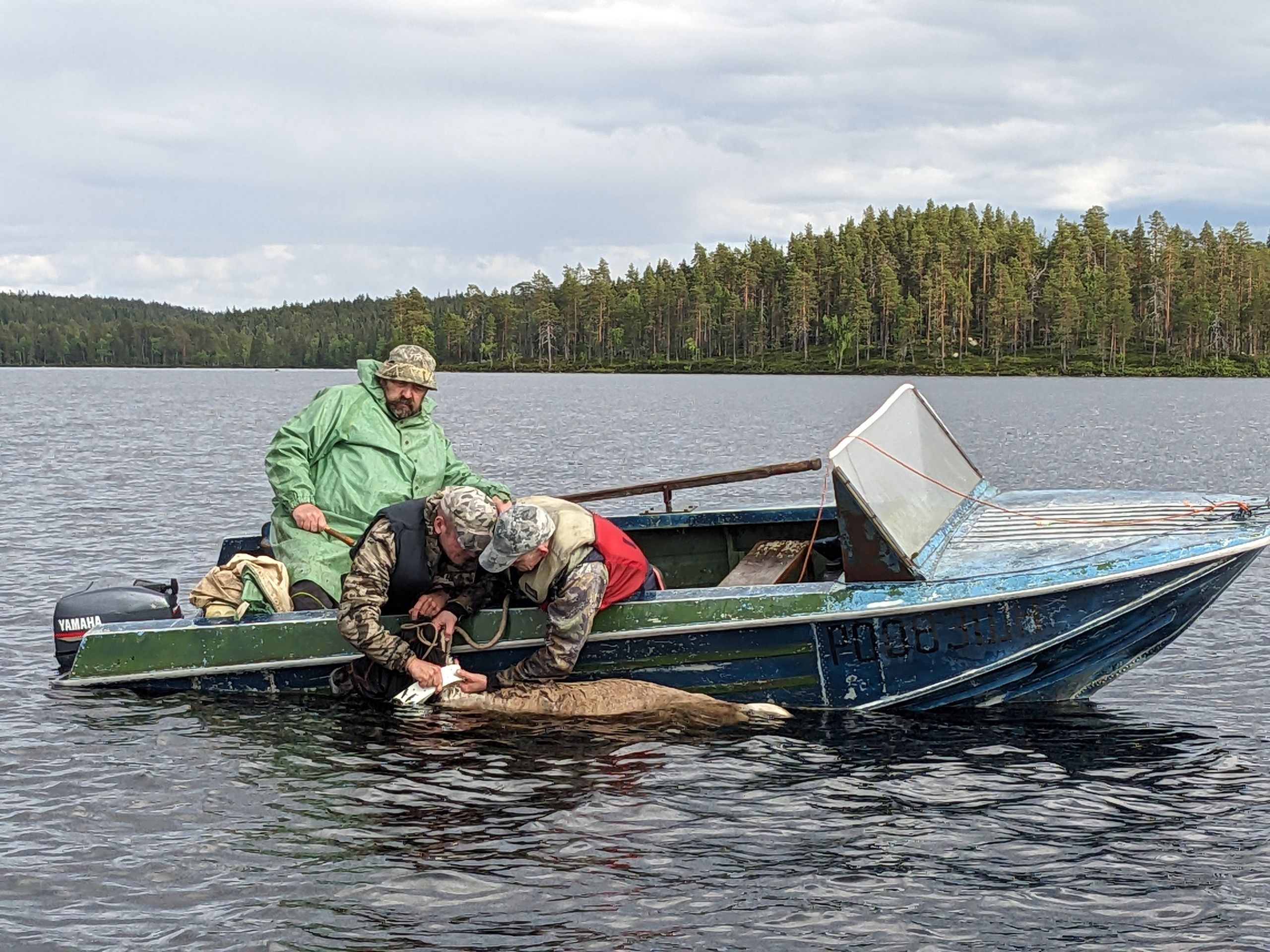На трех северных оленей в Карелии надели ошейники На трех северных оленей в Карелии надели ошейники