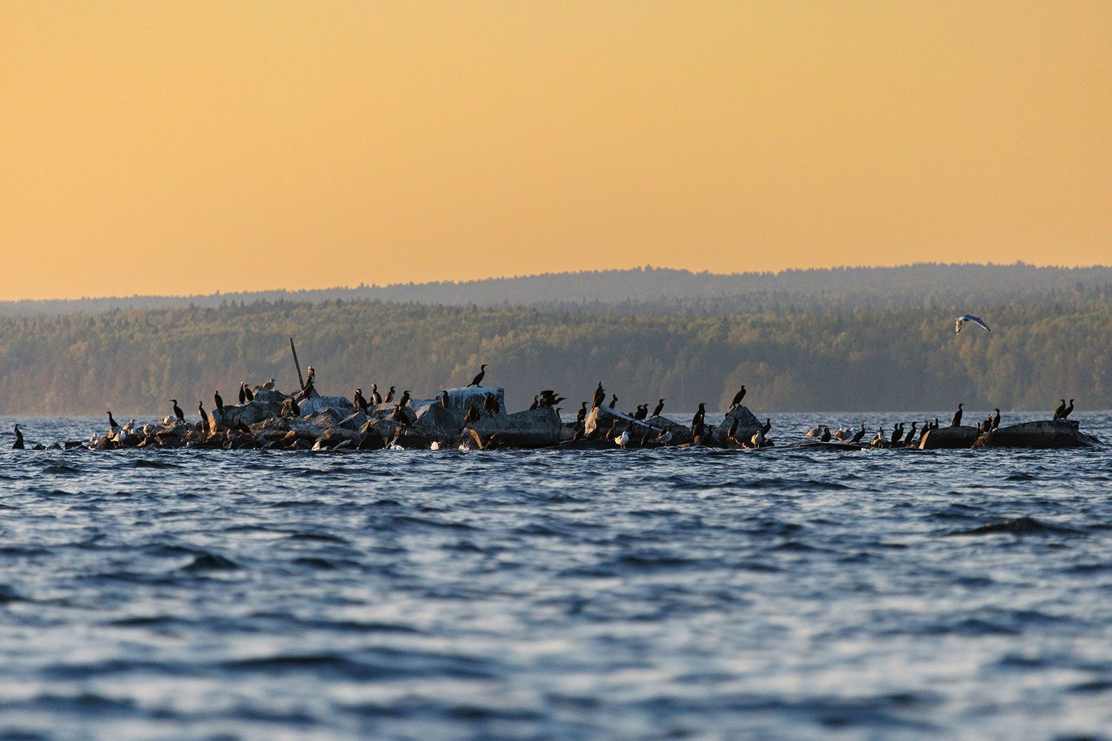 Фотограф Илья Тимин запечатлел стаю бакланов на камнях в Онежском озере