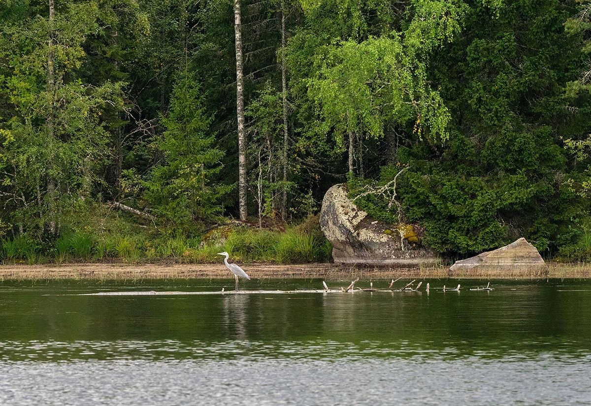 Сервис путешествий дал названия регионам, в том числе и Карелии