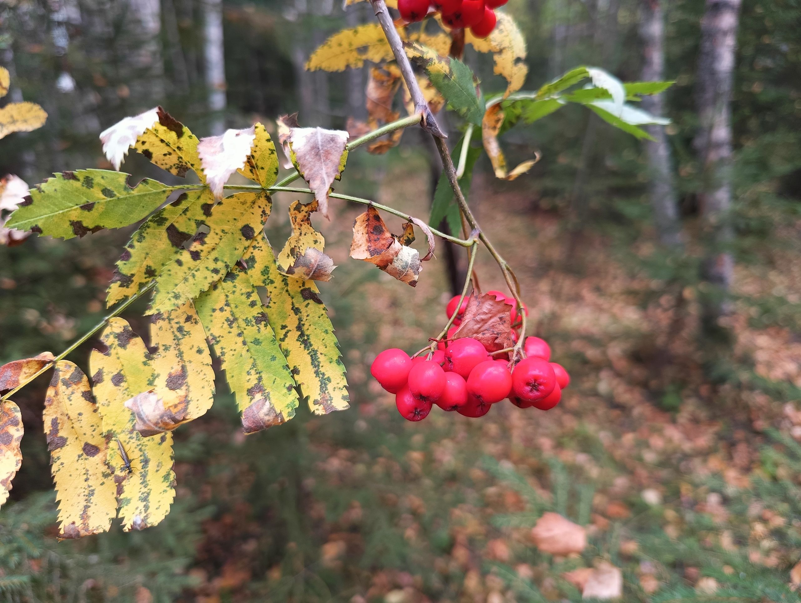 Сентябрь в Карелии стал самым теплым за всю историю метеонаблюдений