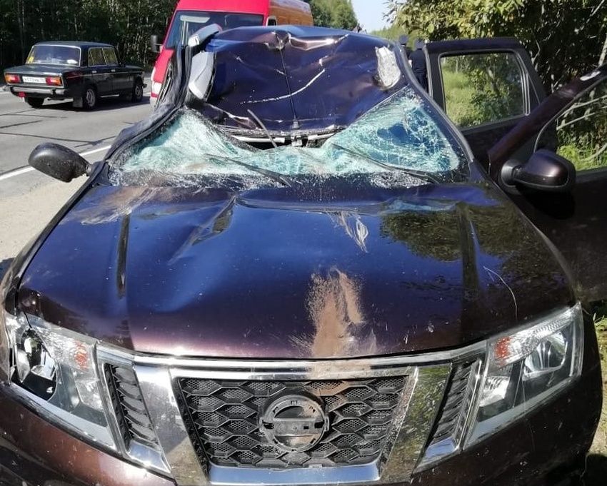 Под Петрозаводском насмерть сбили лося