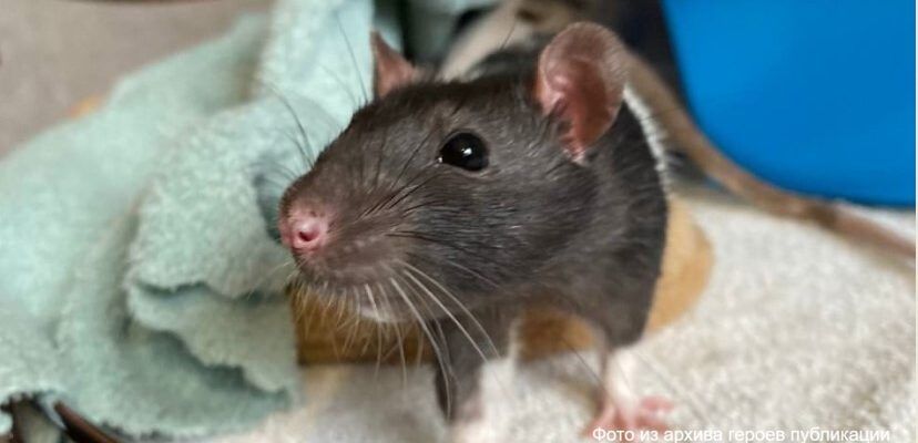 Историю спасения крысенка Мака рассказали в Костомукше