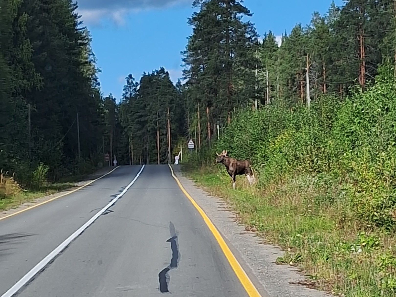 «Лось не ищет драки». Почему сохатые выходят на дорогу, рассказали ученые