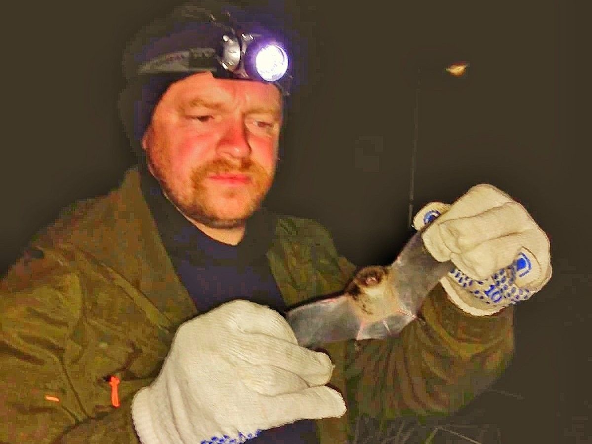 На территории Водлозерского парка обнаружены три вида рукокрылых