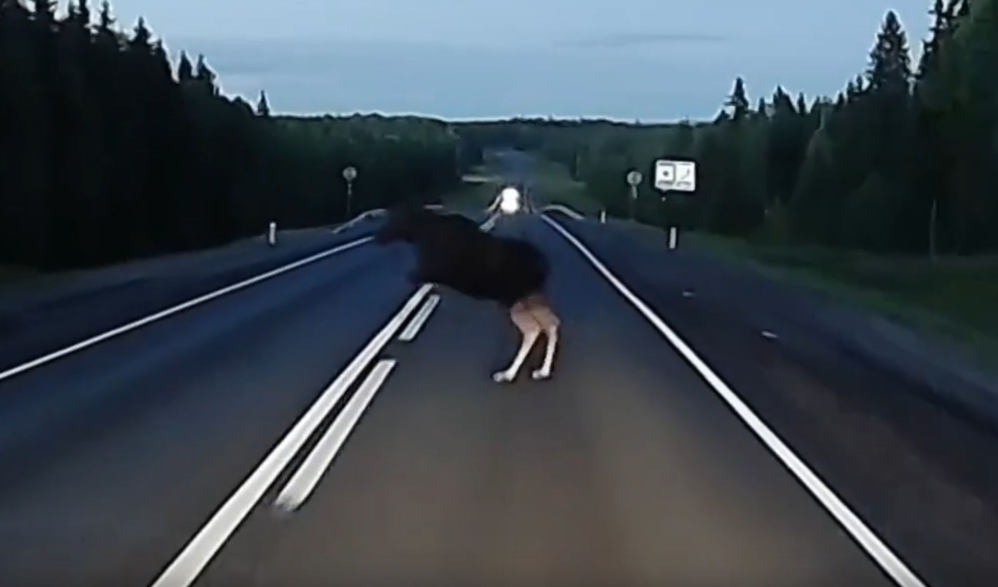 Лось выбежал перед автомобилем на трассе в Карелии
