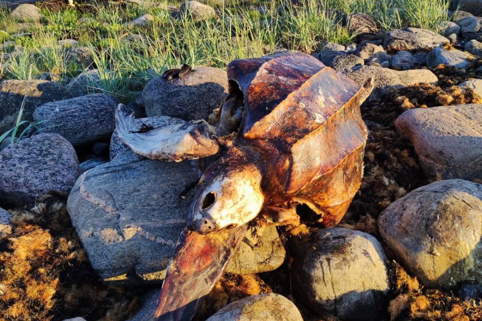 Ученые МГУ нашли останки тропической черепахи на Соловках
