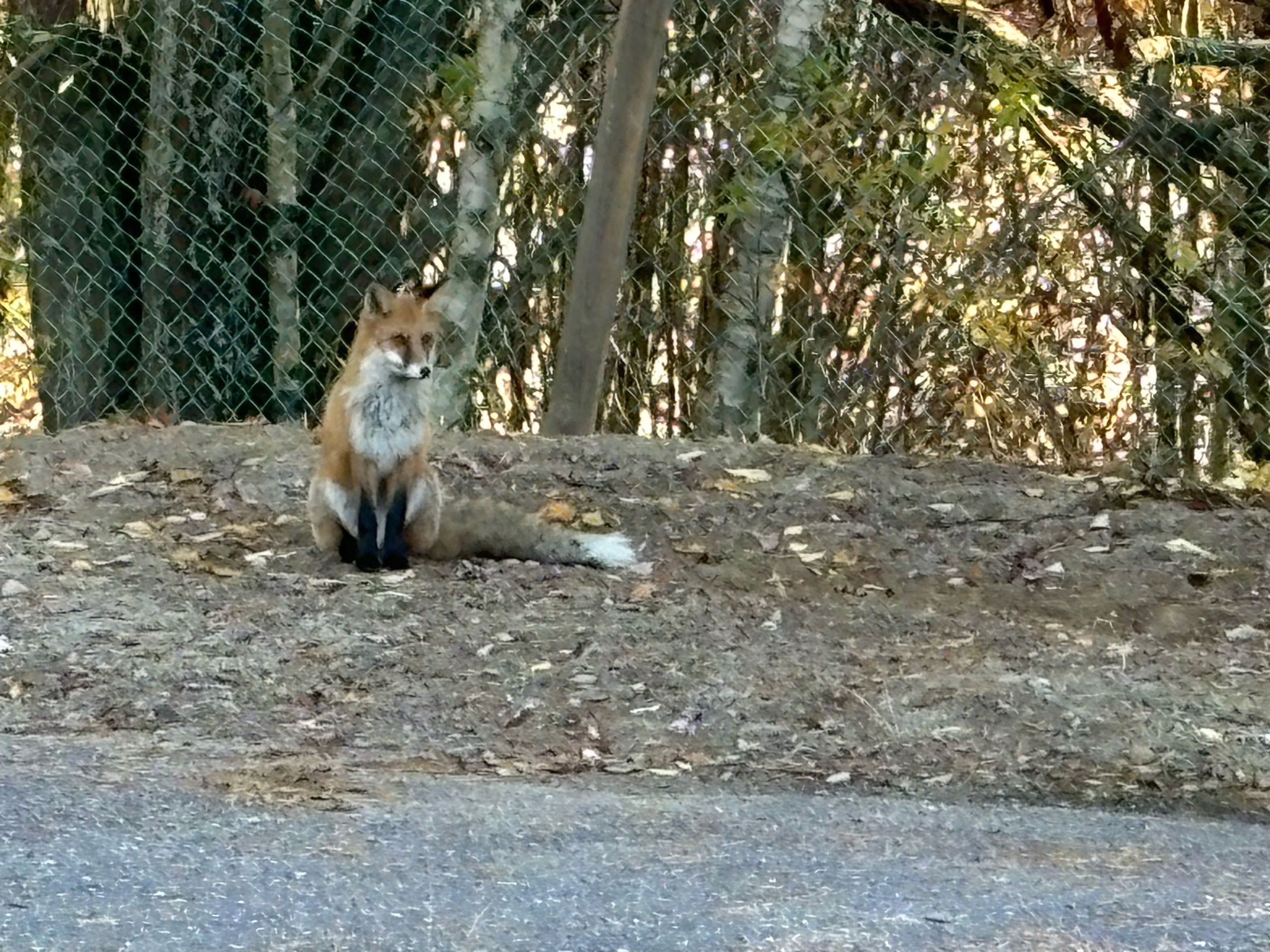 Лиса пришла на школьный стадион в Приладожье