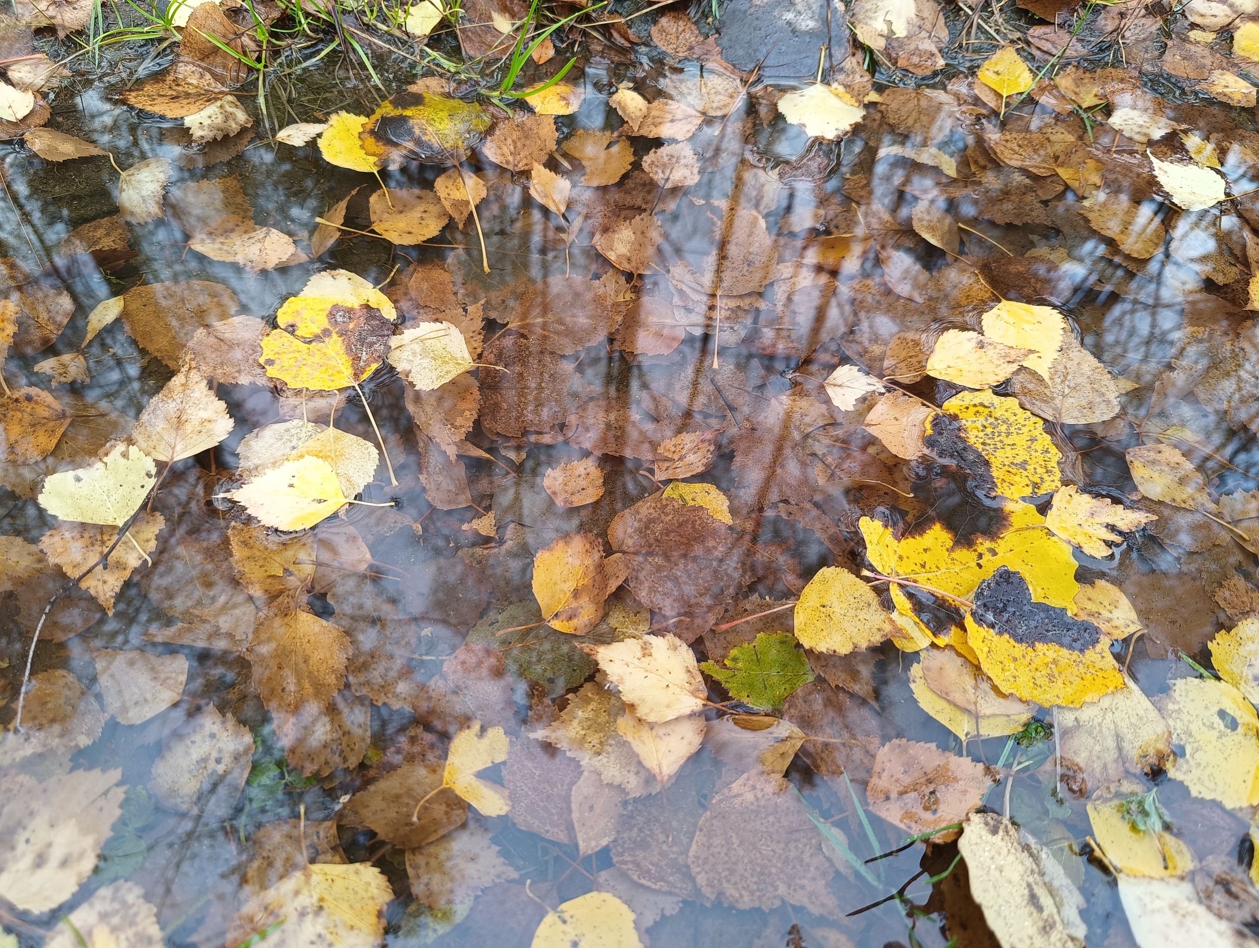 Умеренный дождь. Прогноз погоды в Карелии на 14 октября