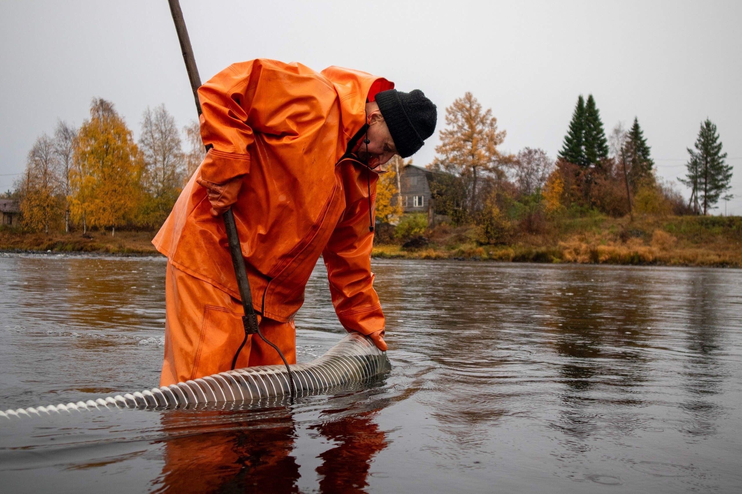 В реку Шуя выпустили 24 тысячи мальков краснокнижного онежского лосося. Возможно, это деньги не ветер