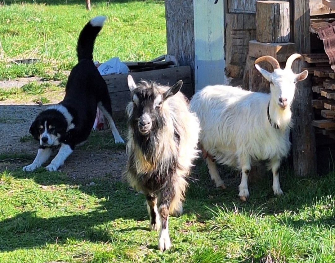 С территории гостевого дома в Карелии похитили козла Гошу