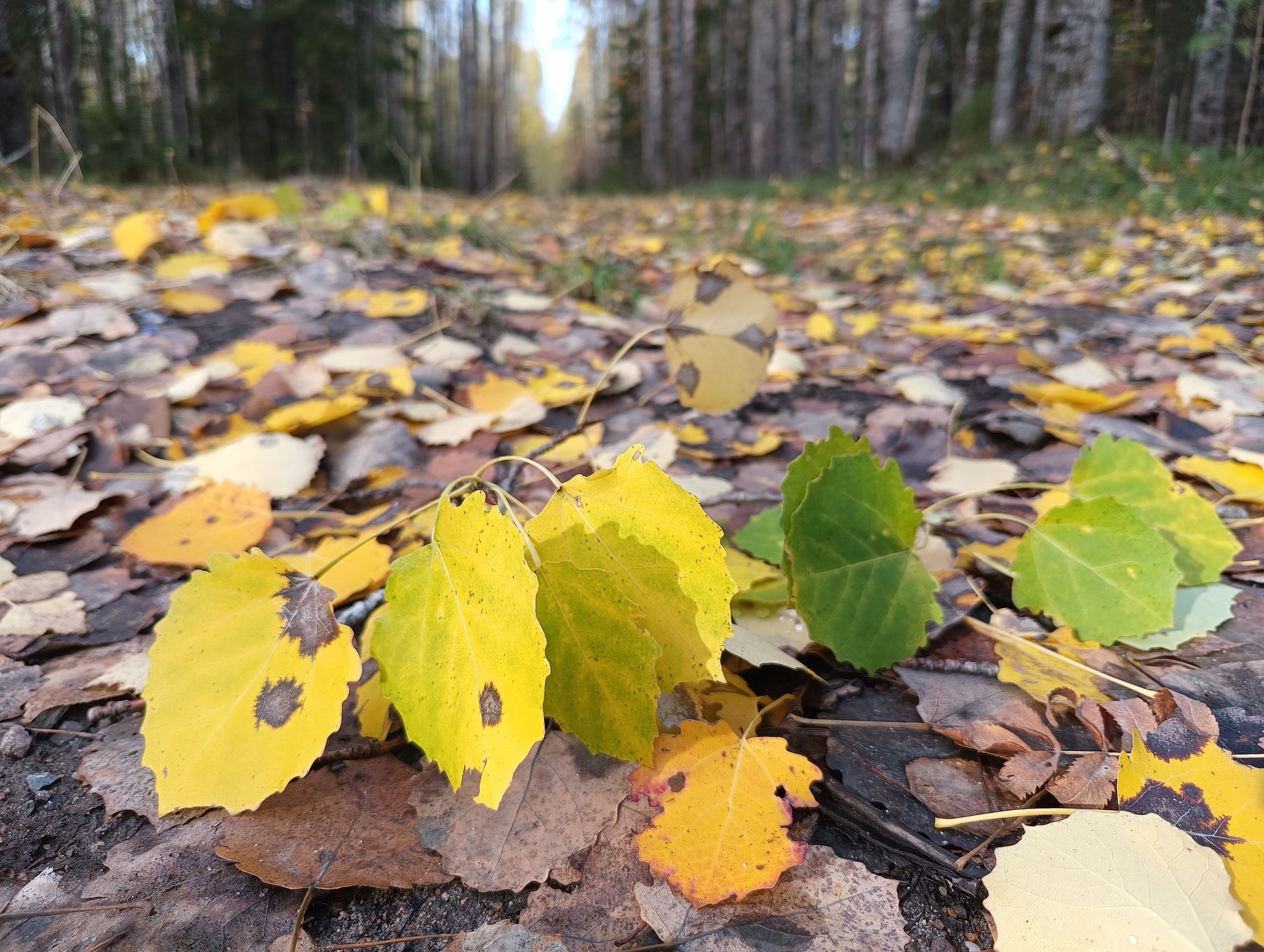 Без существенных осадков. Прогноз погоды в Карелии на 4 октября