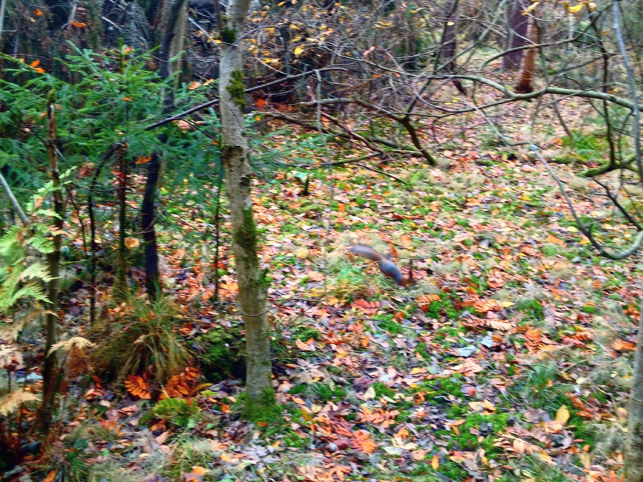 Субботник пройдет в городском парке Беличий остров