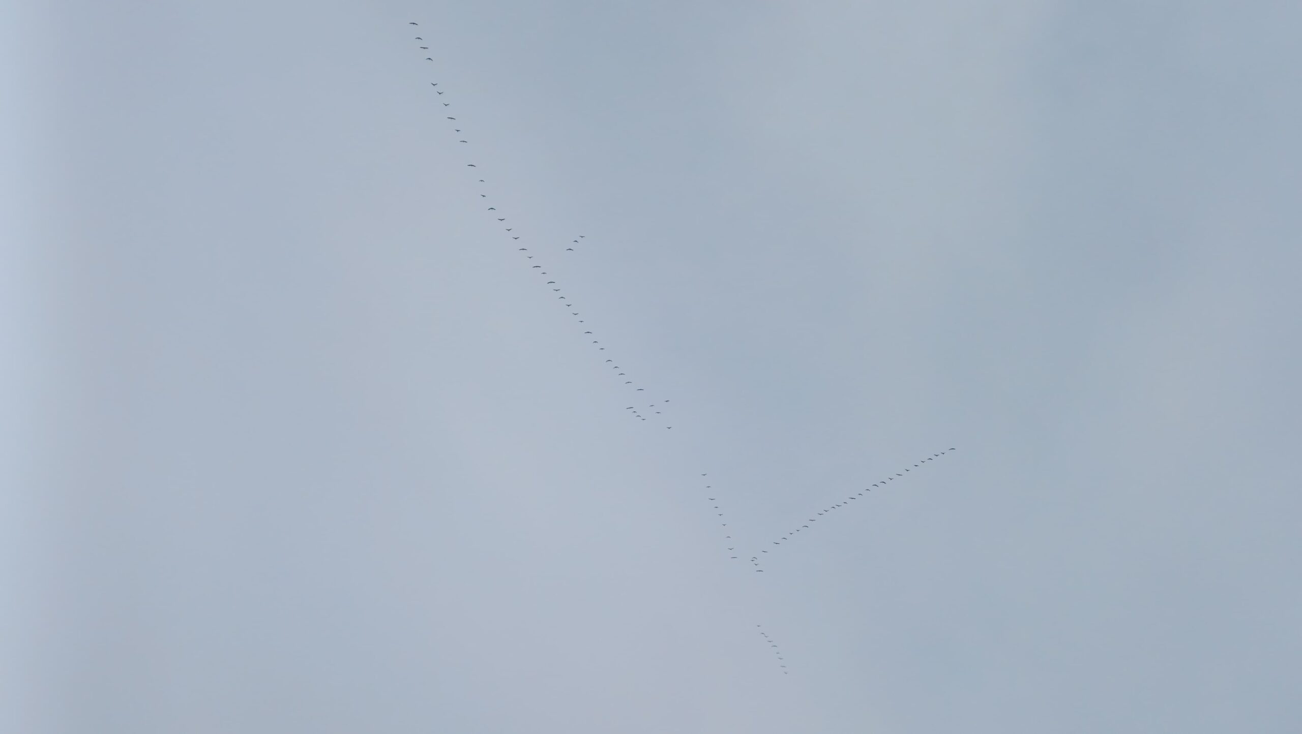 Гуси мигрируют из Карелии позже обычного