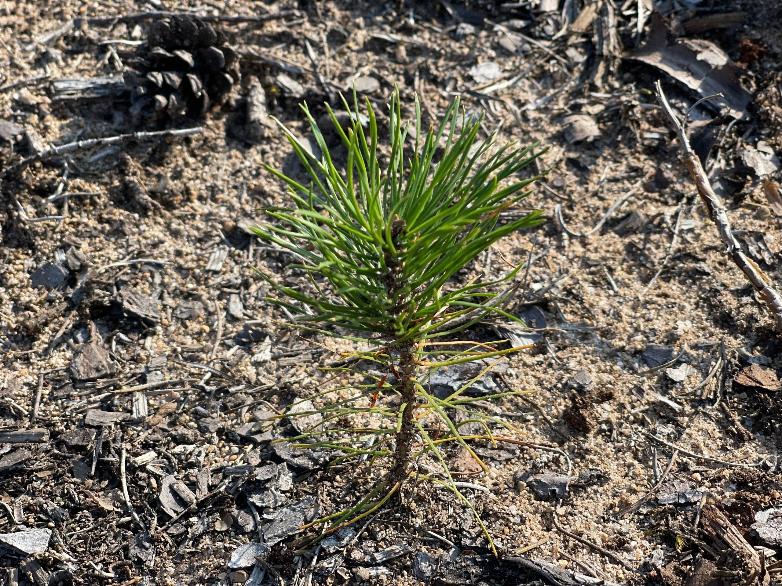 Более 17 млн сеянцев хвойных деревьев высадили в Карелии в 2024 году